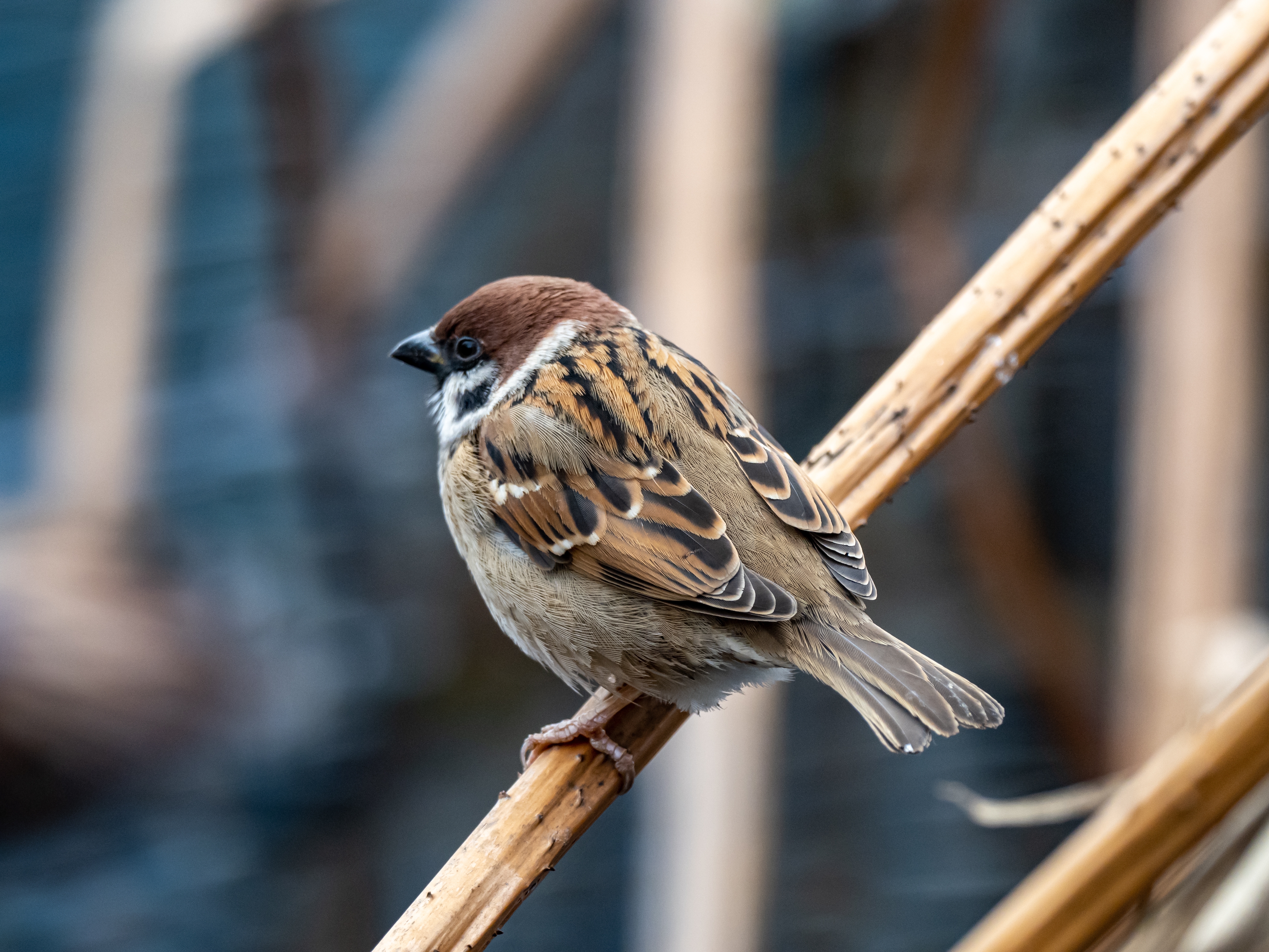 beautiful-shot-cute-sparrow-standing-branch-park.jpg