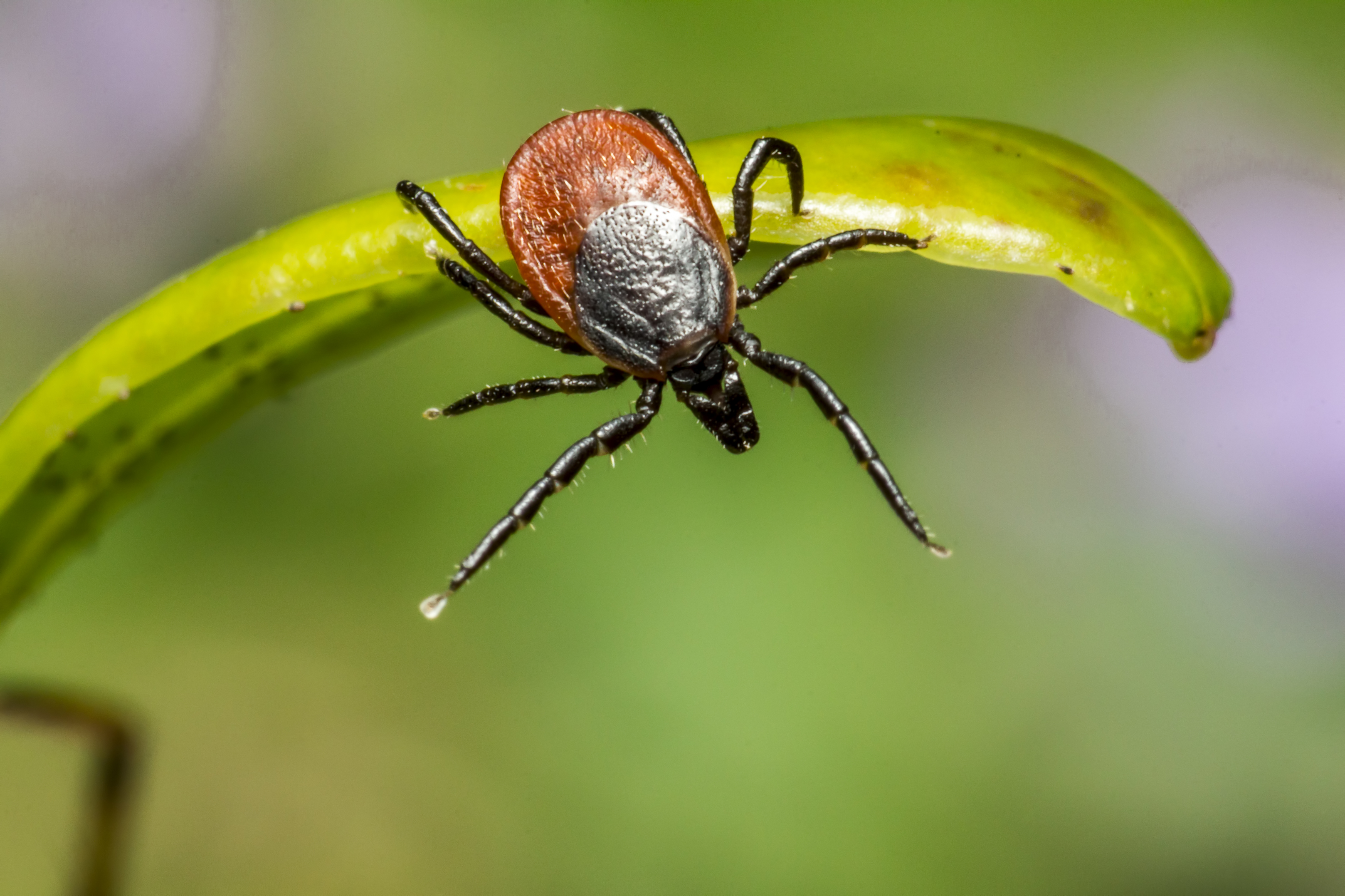 brown-spider-green-leaf-close-up.jpg