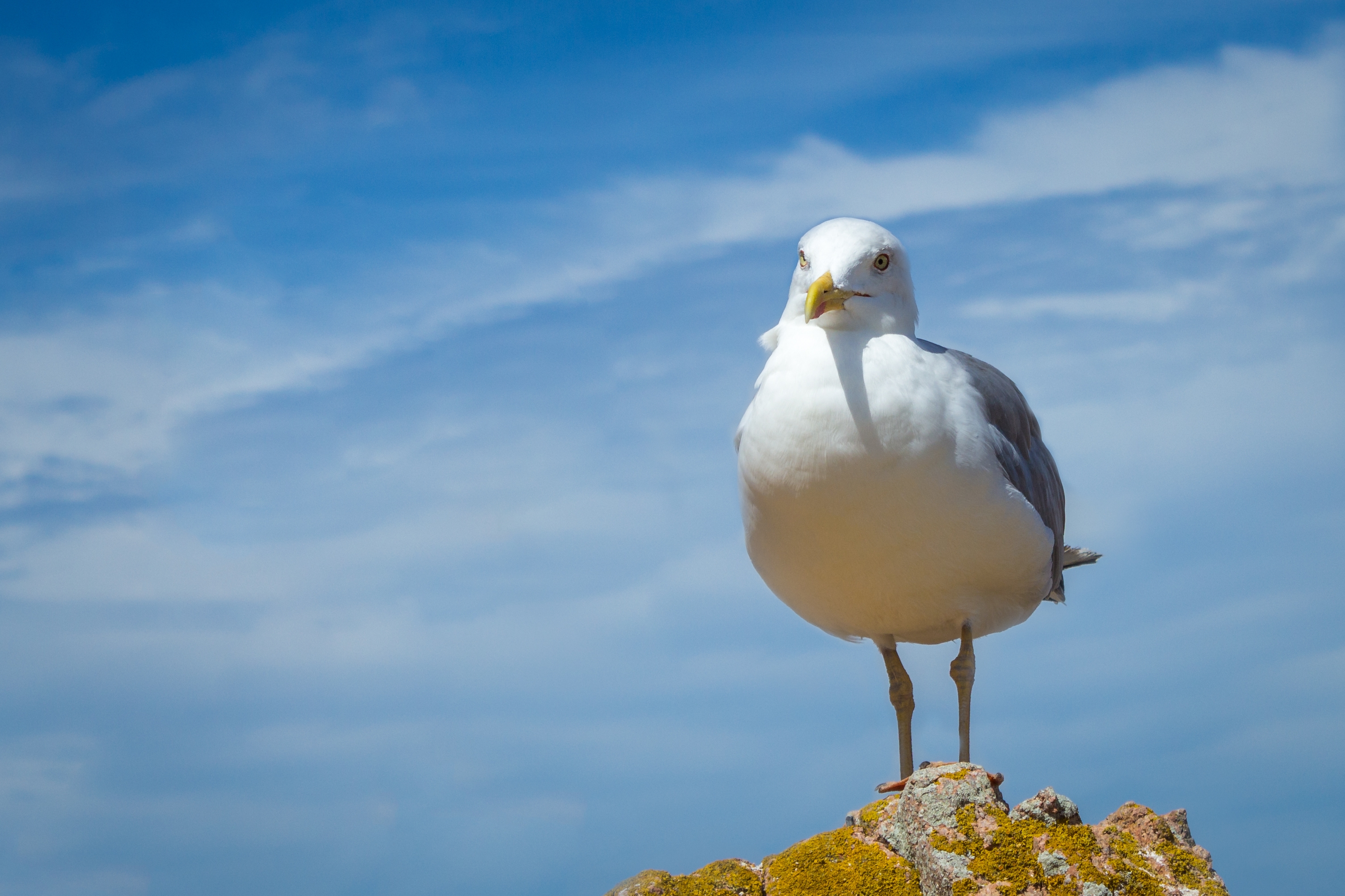 cute-seagull-perched-hill-with-beautiful-cloudy-sky.jpg