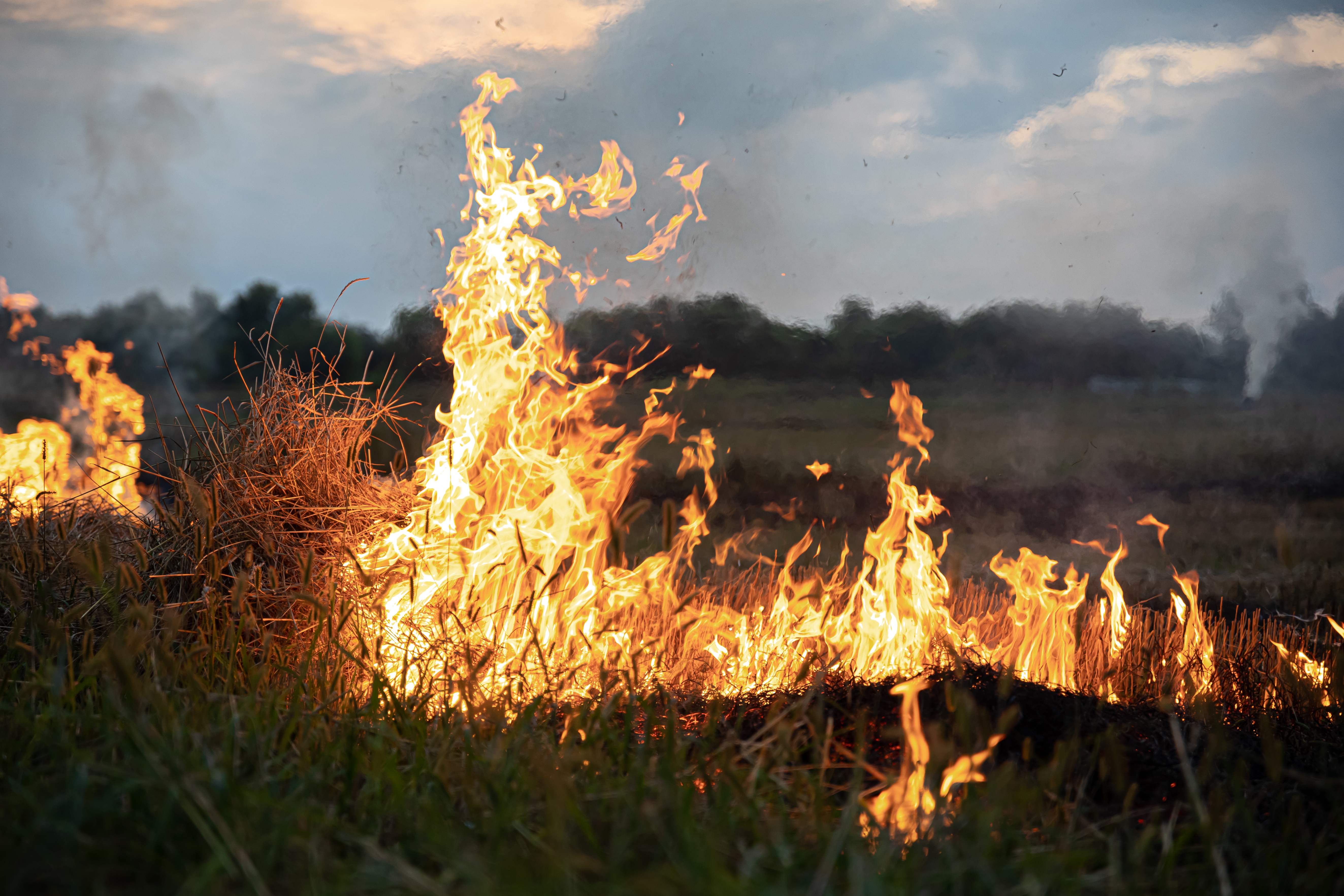 fire-steppe-grass-is-burning-destroying-everything-its-path.jpg