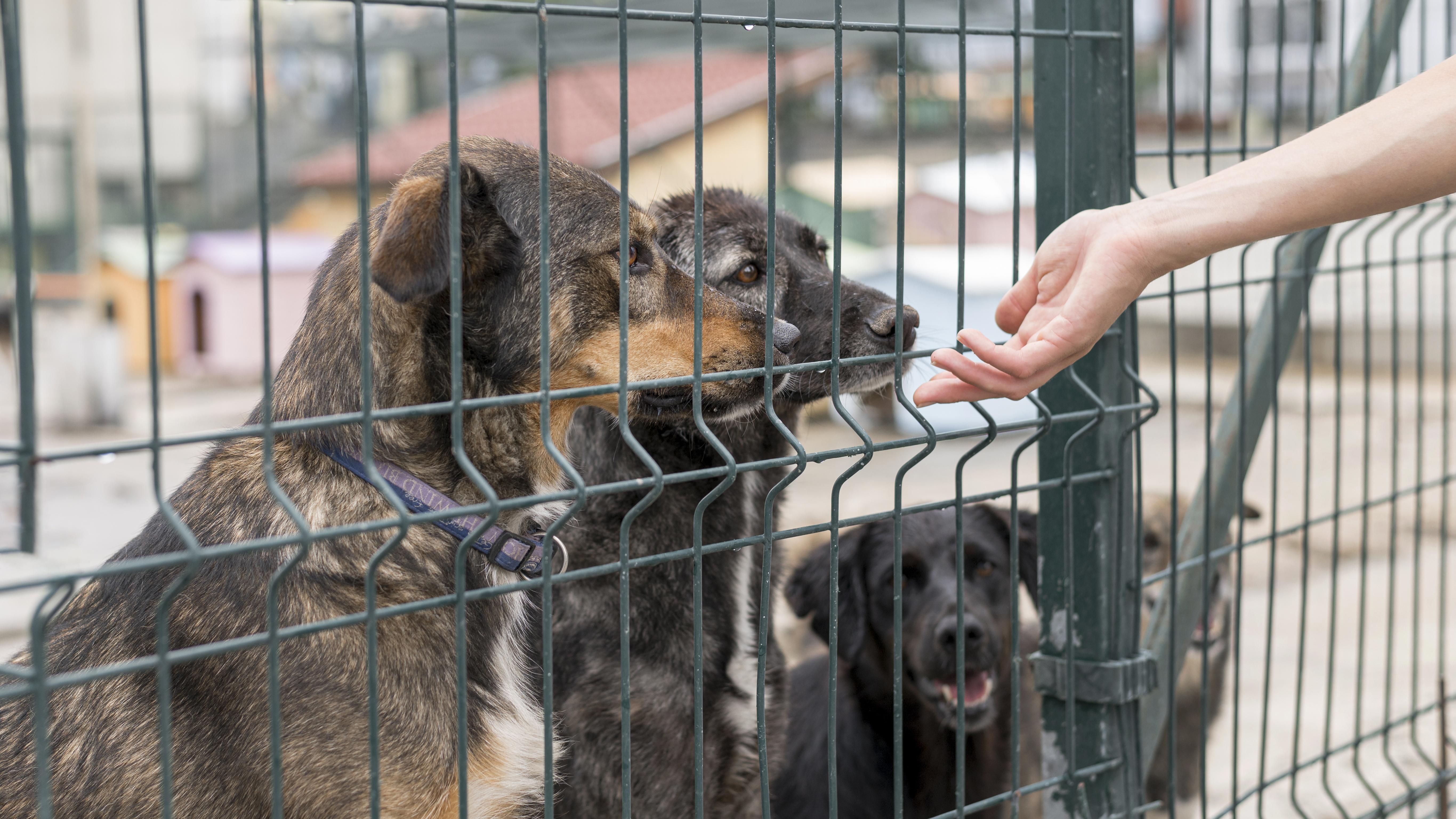 person-reaching-dogs-through-fence-shelter.jpg