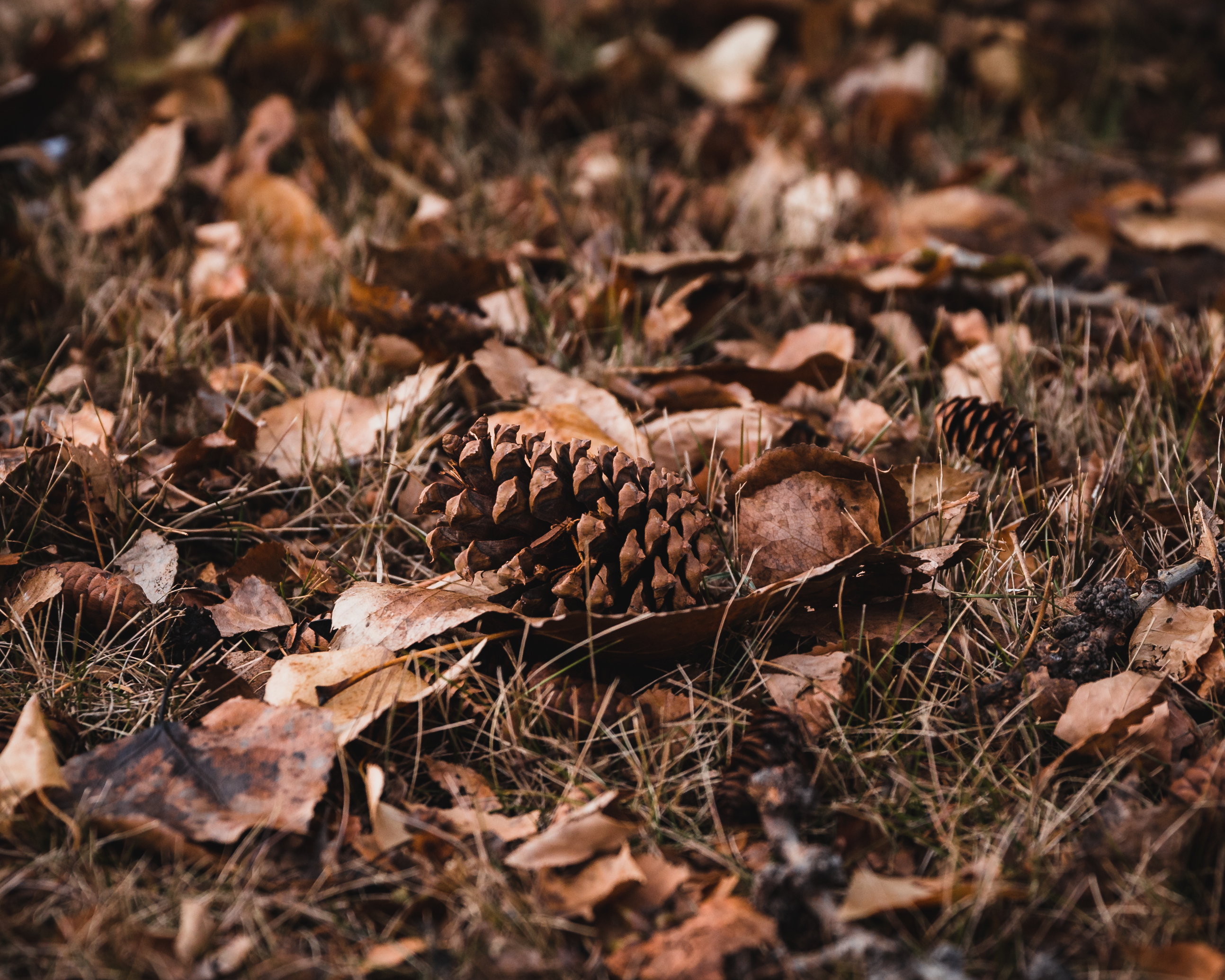 selective-focus-shot-brown-leaves-cones-ground.jpg