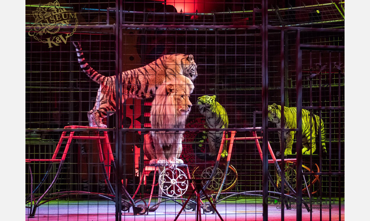 Огромные Бенгальские тигры и хищные Африканские львы теперь обитают в Нижневартовске! 