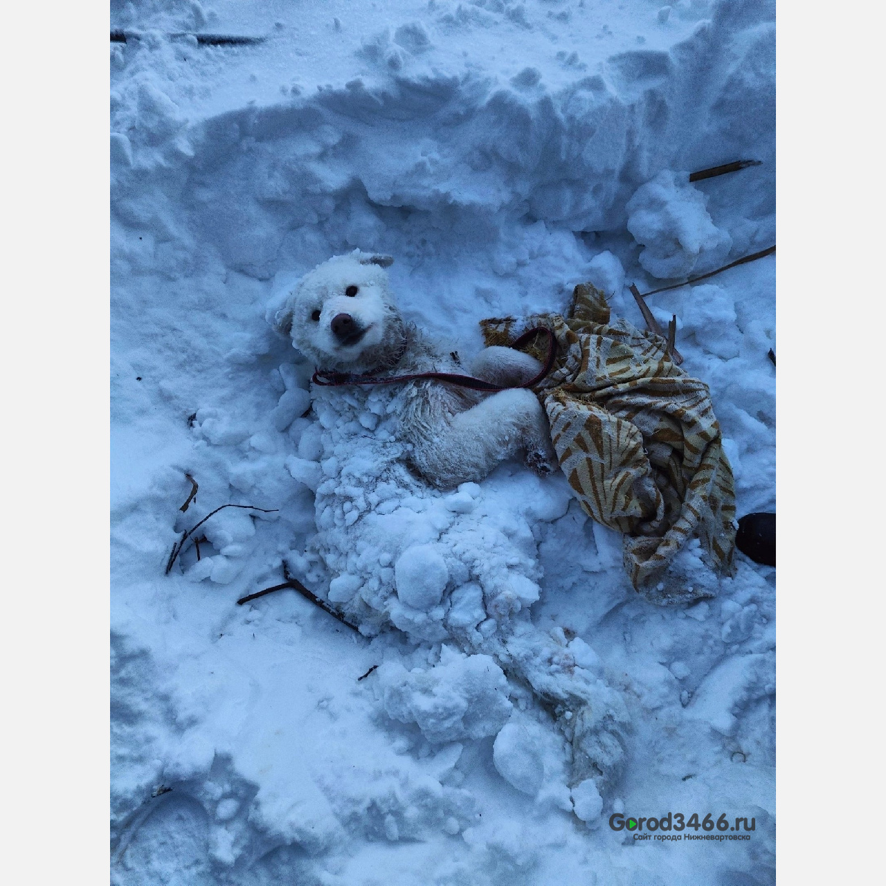 Жители Нижневартовска спасли собаку, мерзнувшую в снегу, после ДТП