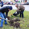 Теперь еще зеленее. Сегодня в городе высадили 200 саженцев рябины и черемухи