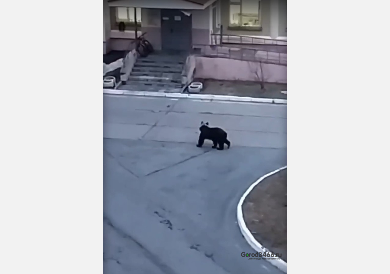В Югре медведь забрел на территорию больницы