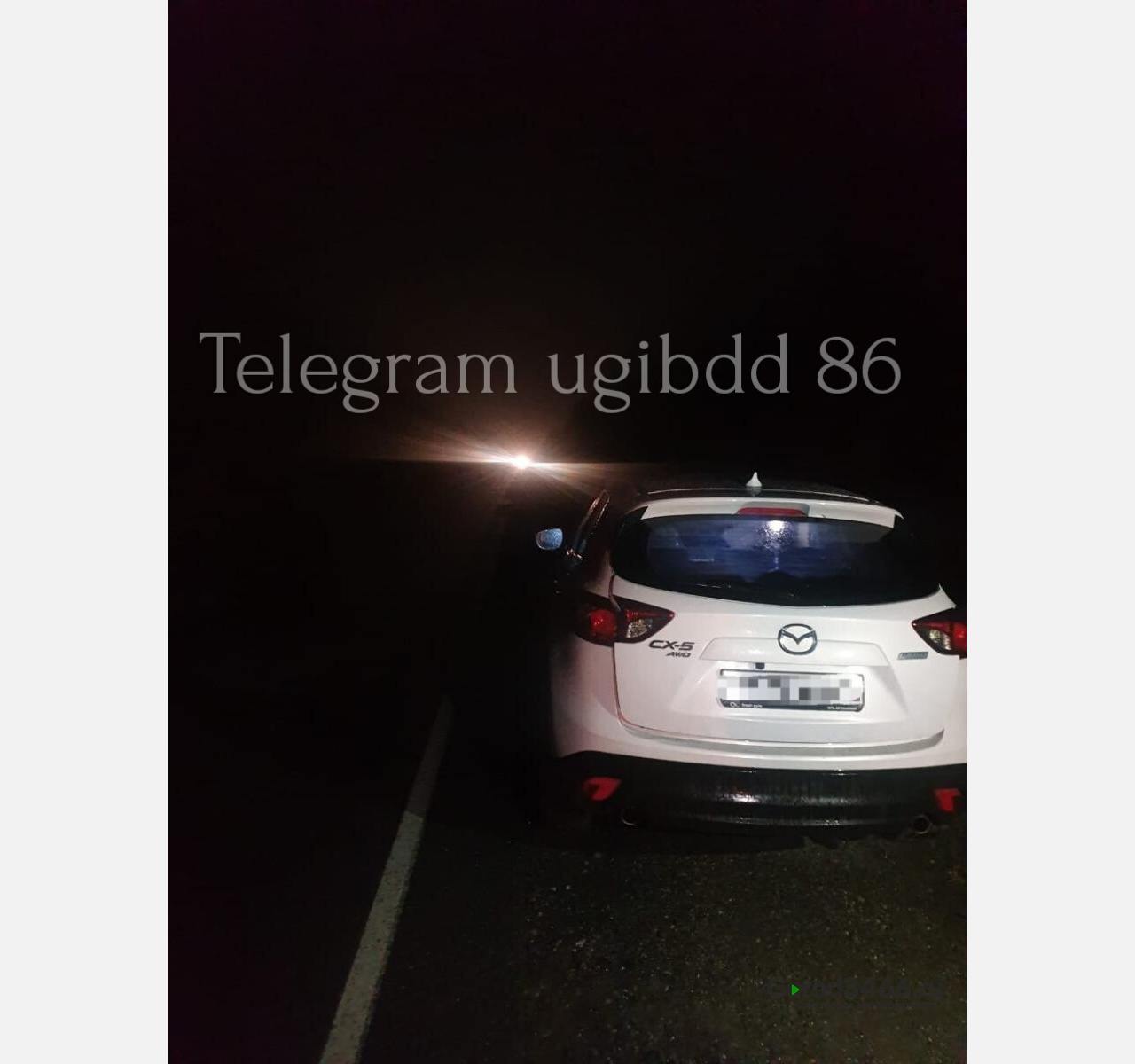 В Югре на автодороге снова сбили лося