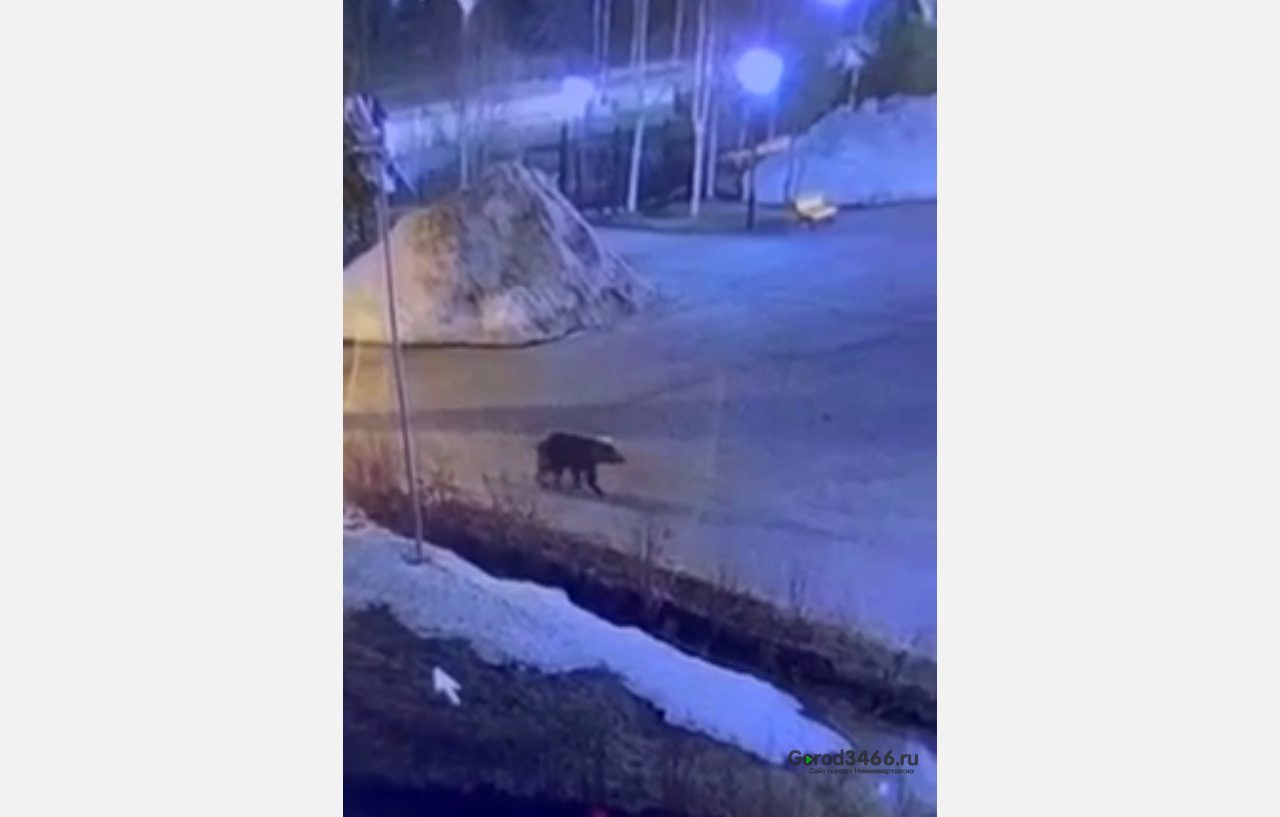 В Югре заметили гуляющего по городу медведя