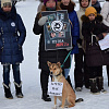 «Сегодня котенок – завтра ребенок!» Вартовчане присоединились к акции против живодерок