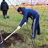 Теперь еще зеленее. Сегодня в городе высадили 200 саженцев рябины и черемухи