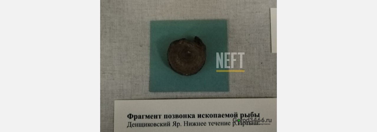 Ученые доказали, что ранее на территории ХМАО было море