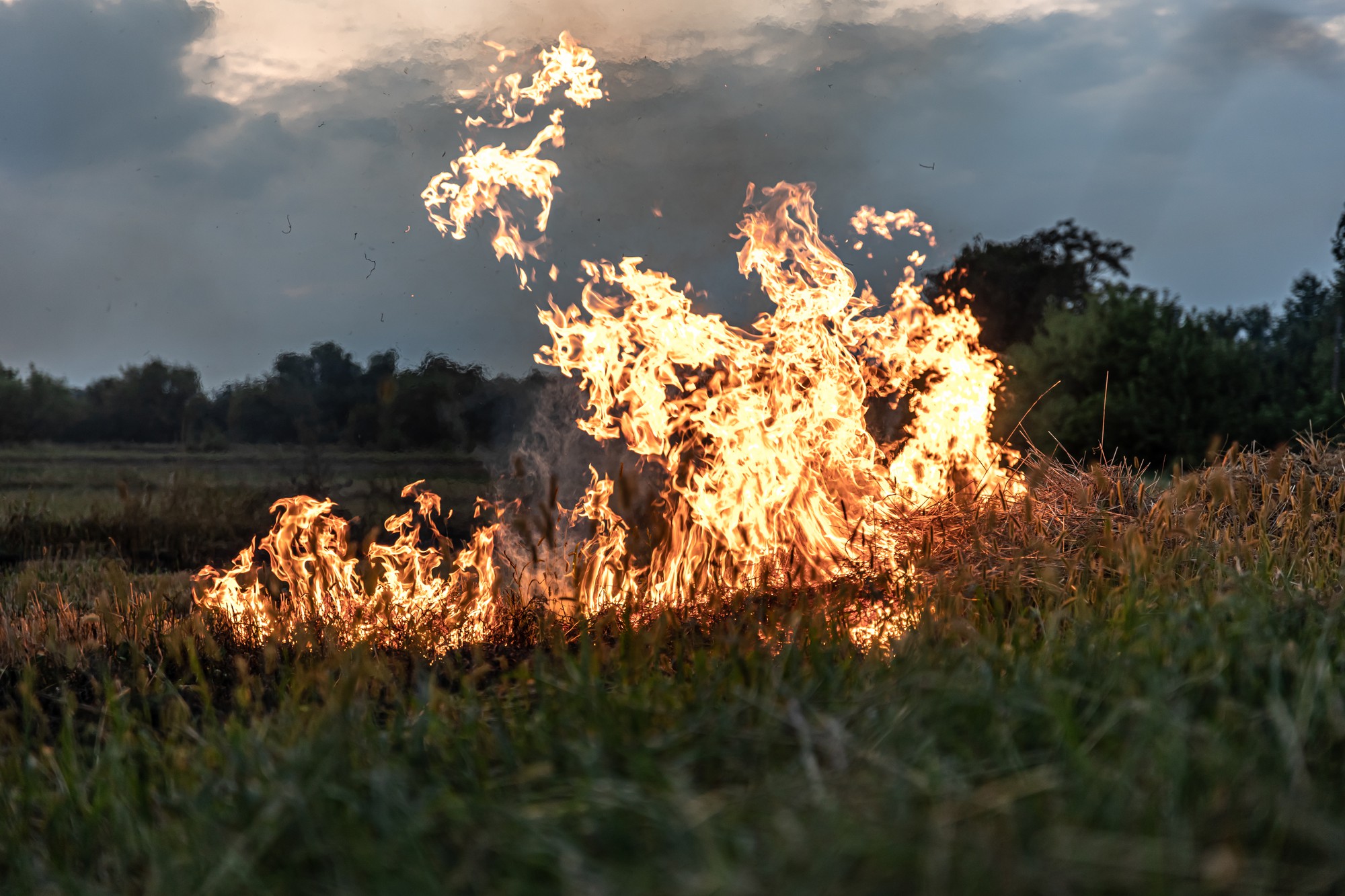 fire-steppe-grass-is-burning-destroying-everything-its-path.jpg